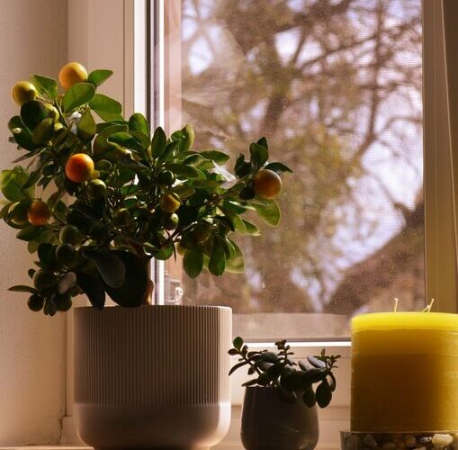 How to Refresh Your Home with Plants: Easy Tips for a Green Makeover